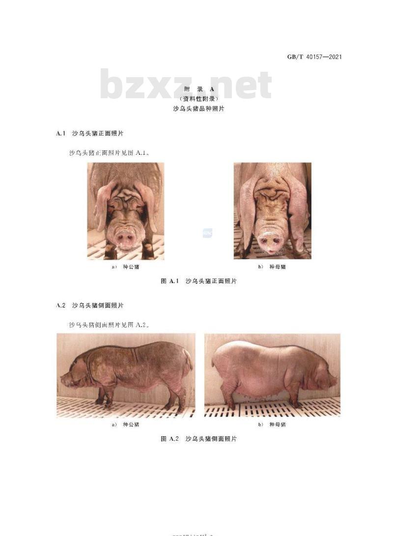 GB/T 40157-2021 沙乌头猪