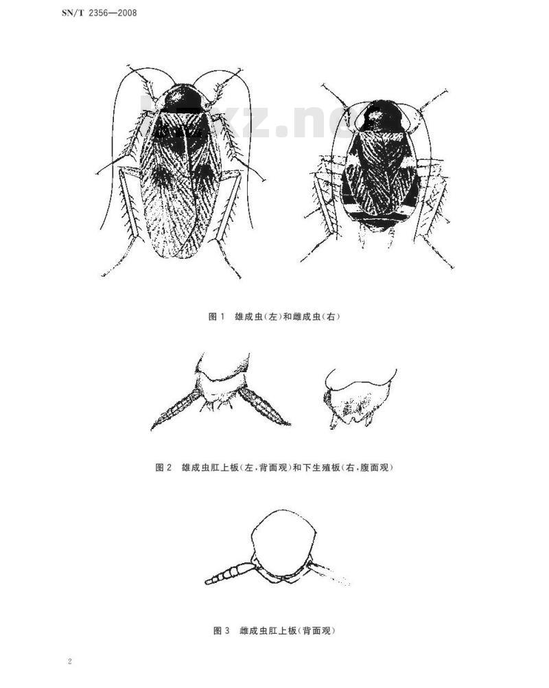 SN/T 2356-2009 褐带皮蠊鉴定方法