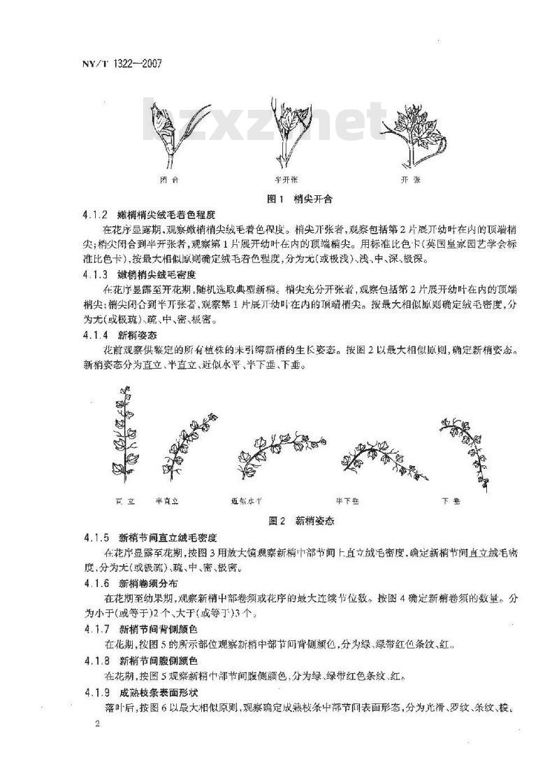 NY/T 1322-2007 农作物种质资源鉴定技术规程 葡萄