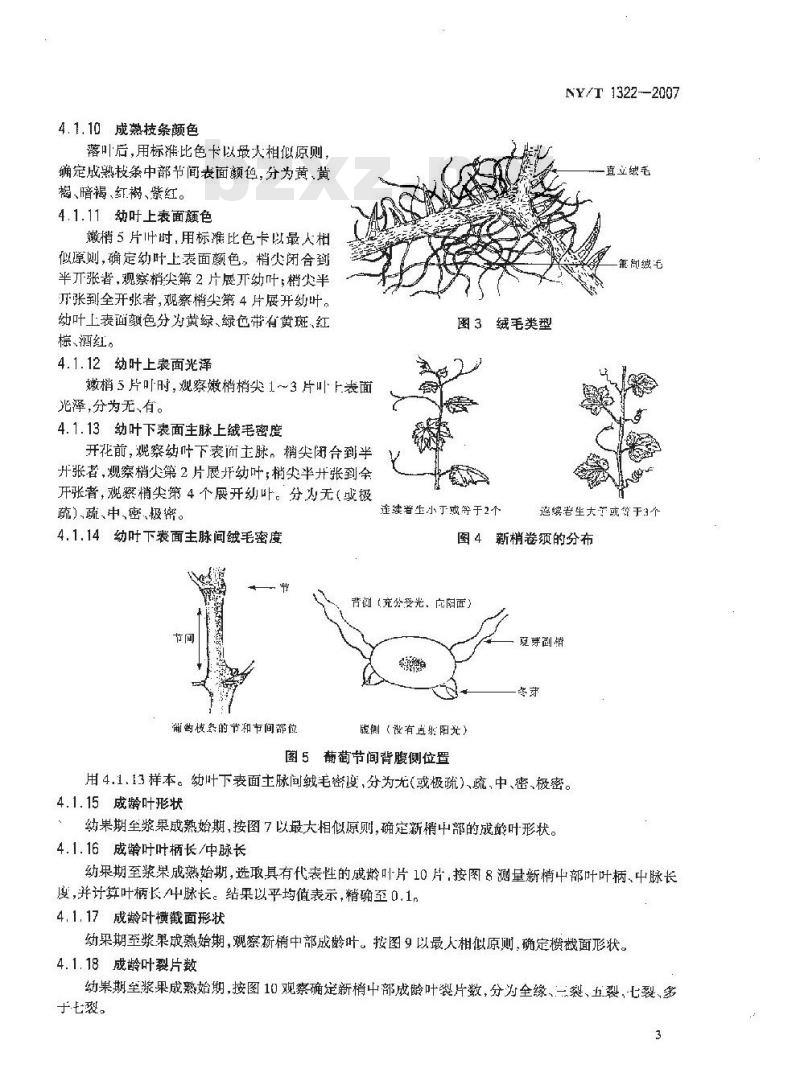 NY/T 1322-2007 农作物种质资源鉴定技术规程 葡萄