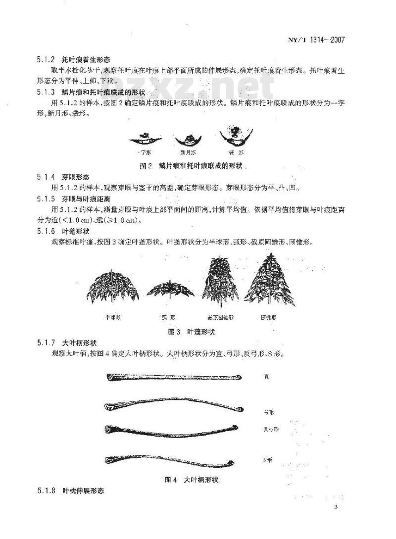 NY/T 1314-2007 农作物种质资源鉴定技术规程 橡胶树