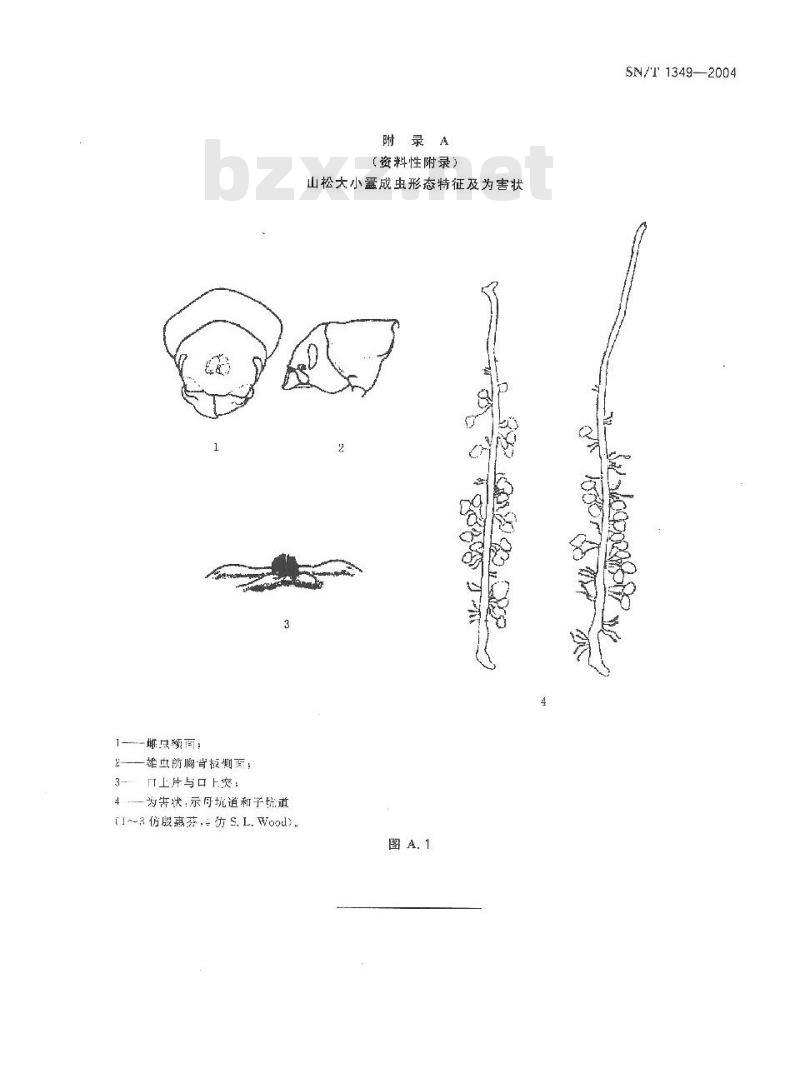 SN/T 1349-2004 山松大小蠹检疫鉴定方法