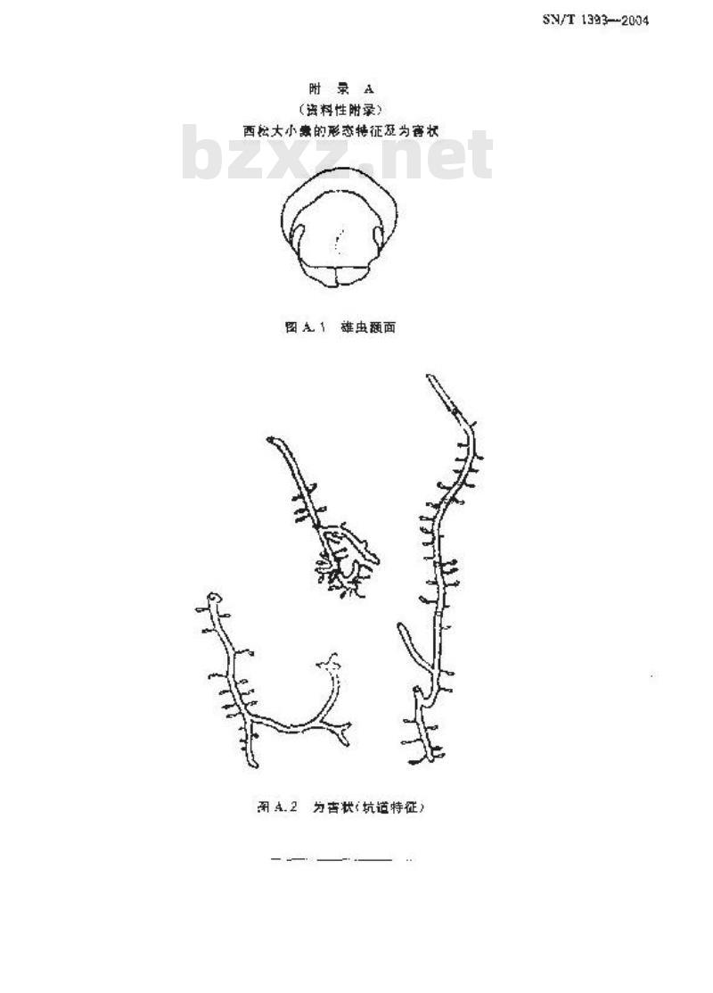 SN/T 1393-2004 西松大小蠹检疫鉴定方法
