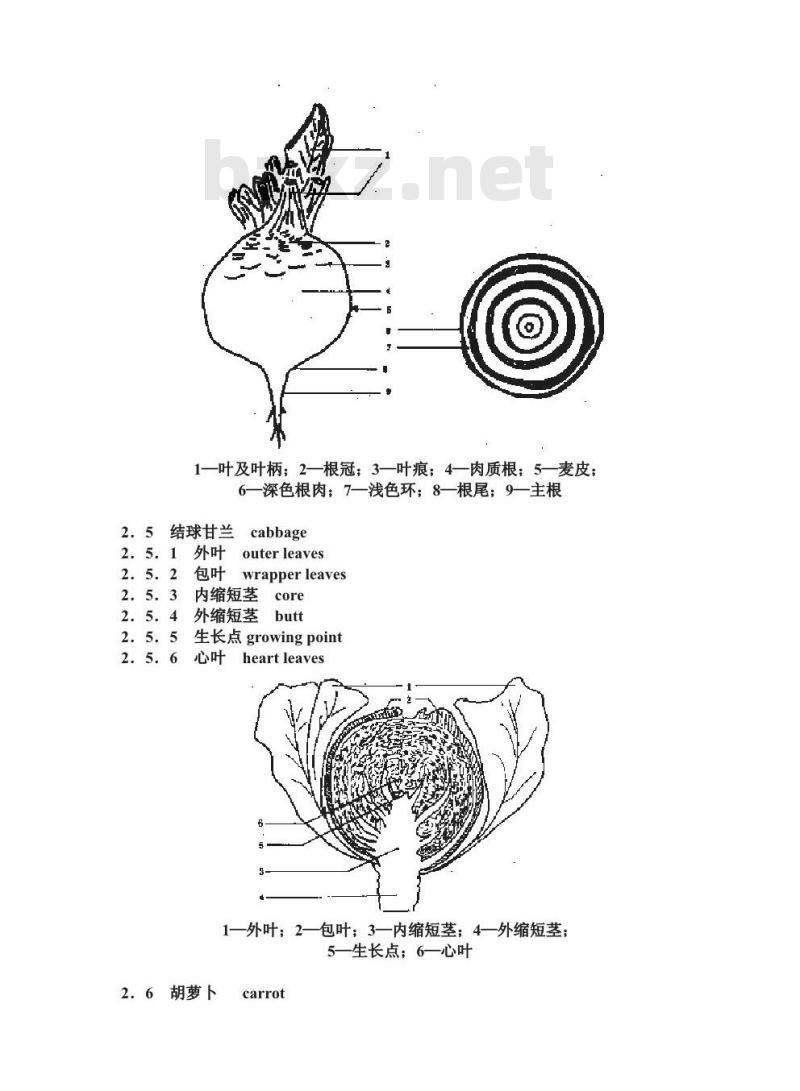 GB/T 10466-1989 蔬菜、水果形态学和结构学术语