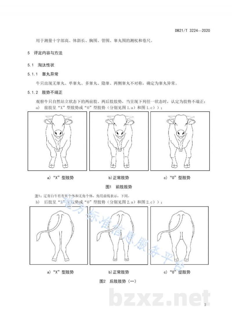 DB21/T 3224-2020辽育白牛后备公牛体型评定技术规范