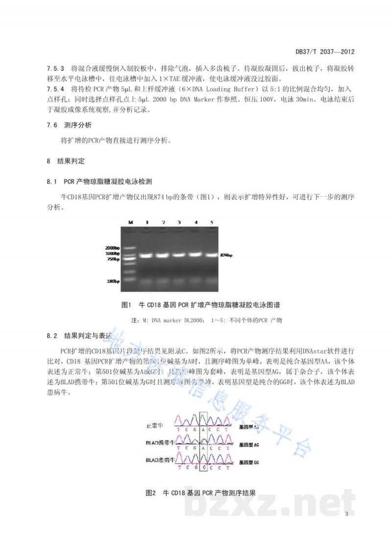 DB37/T 2037-2012牛白细胞黏附缺陷症（BLAD）基因分子检测技术规程