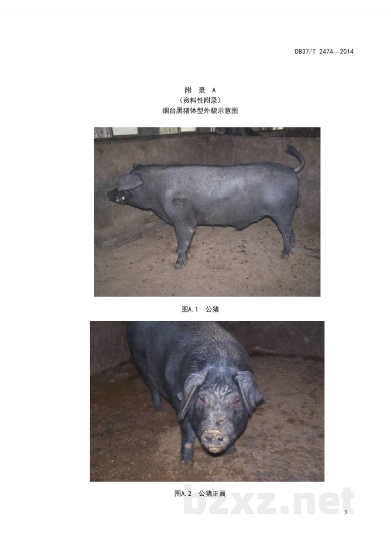 DB37/T 2474-2014烟台黑猪
