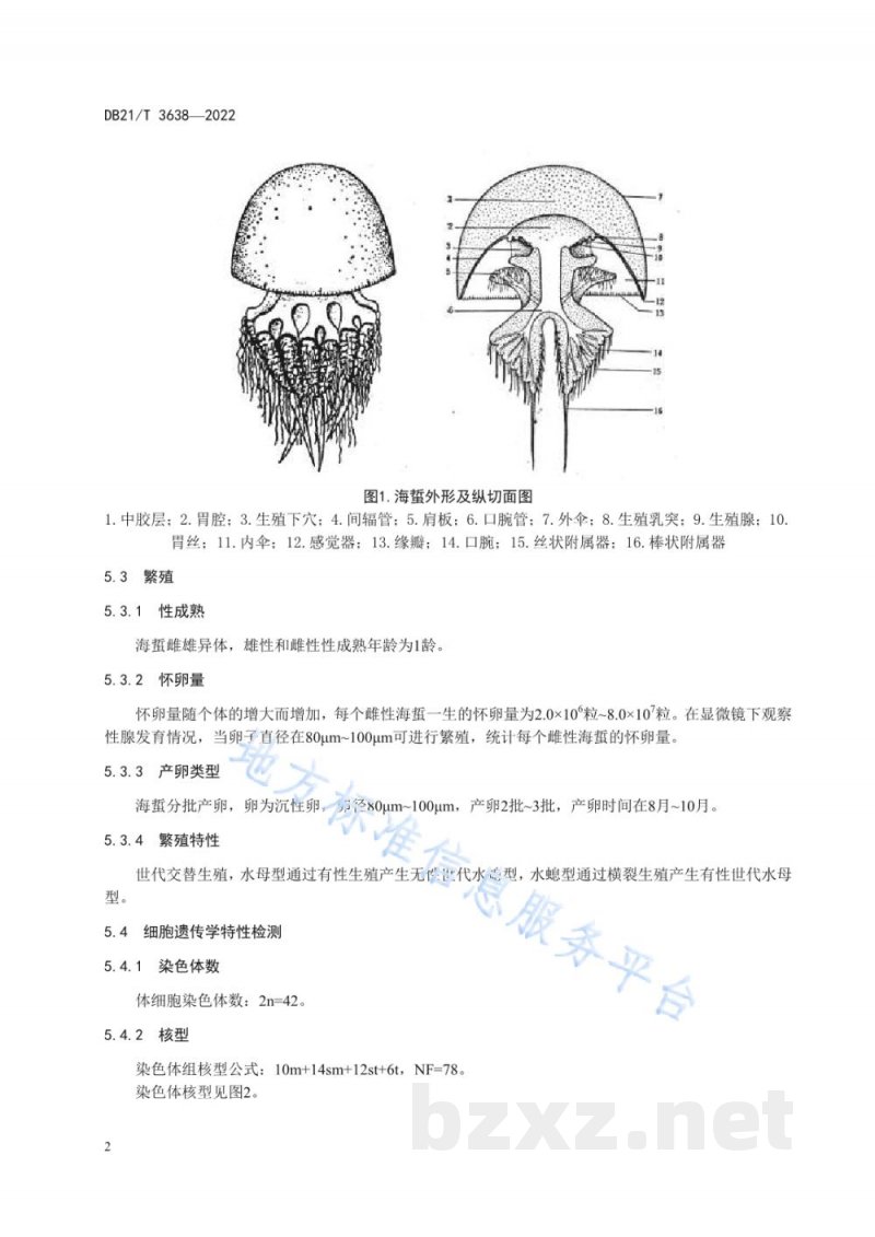 DB21/T 3638-2022海蜇种质鉴定技术规范