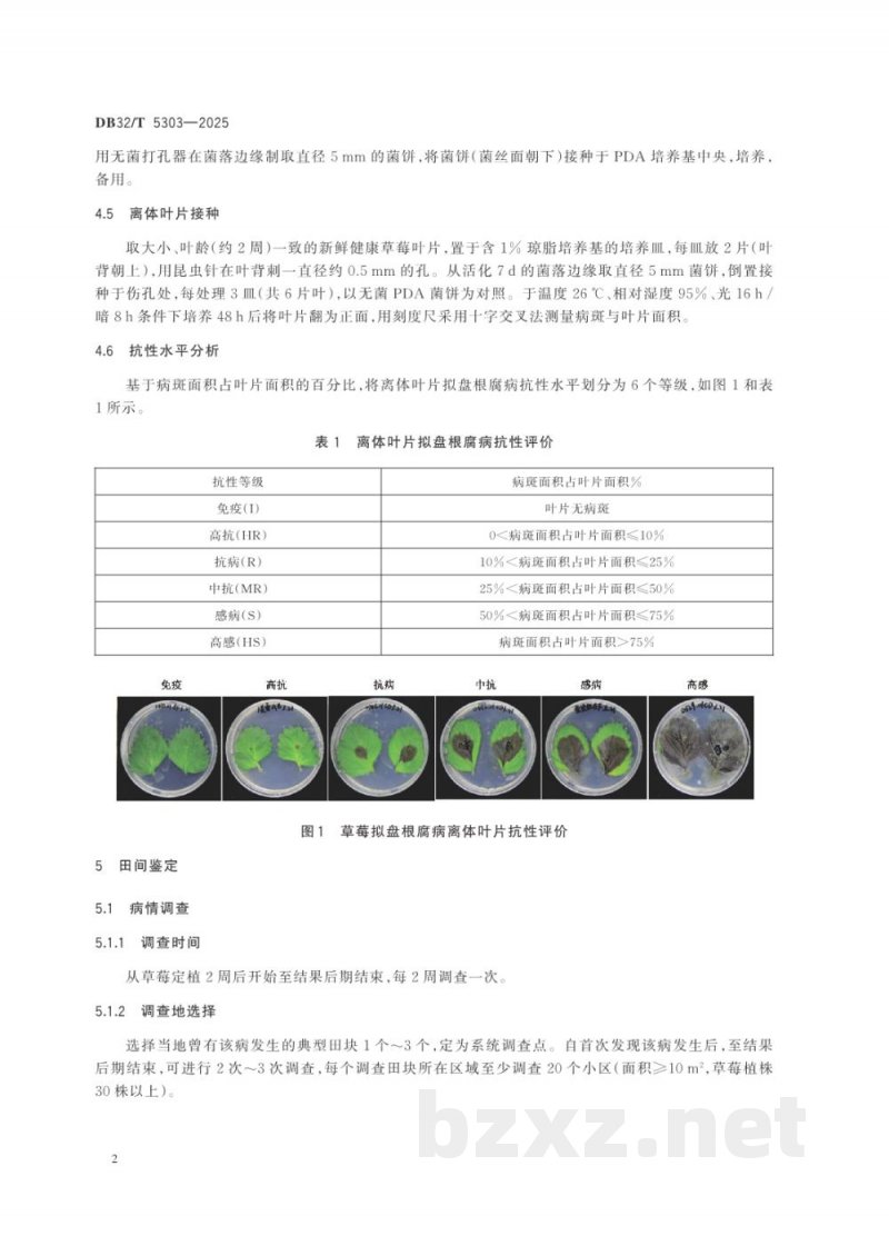 DB32/T 5303-2025草莓拟盘根腐病抗性鉴定评价技术规程