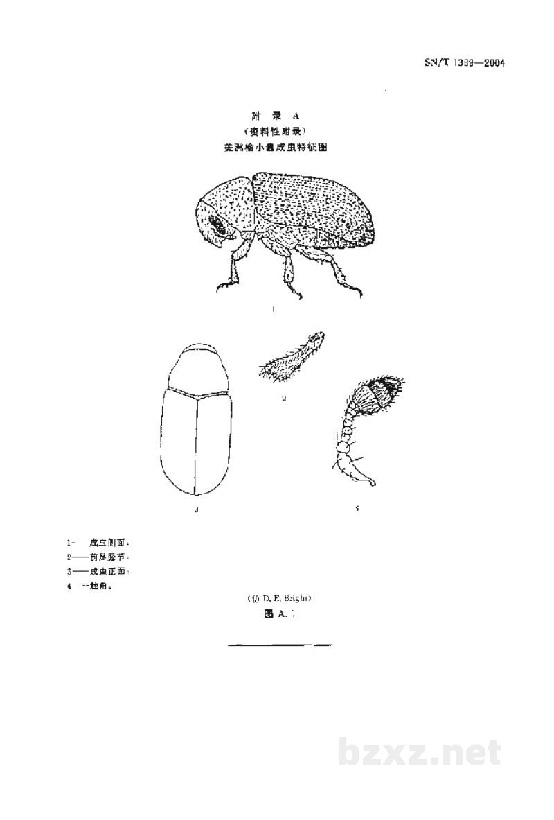 SN/T 1389-2004美洲榆小蠹检疫鉴定方法