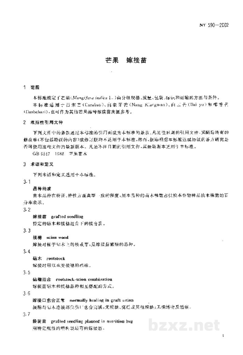 NY 590-2002芒果　嫁接苗